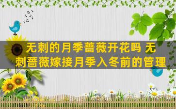 无刺的月季蔷薇开花吗 无刺蔷薇嫁接月季入冬前的管理